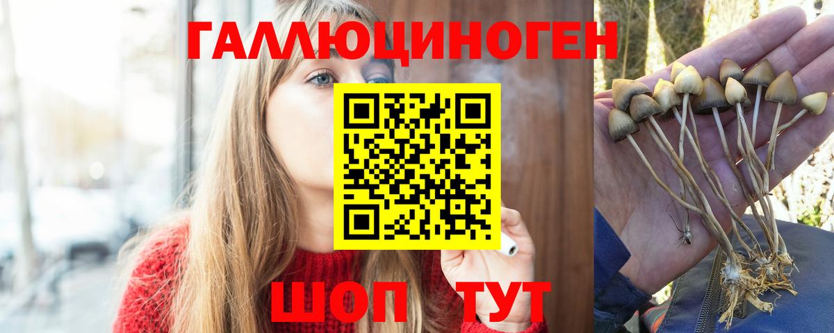Псилоцибиновые грибы Psilocybe Краснокаменск